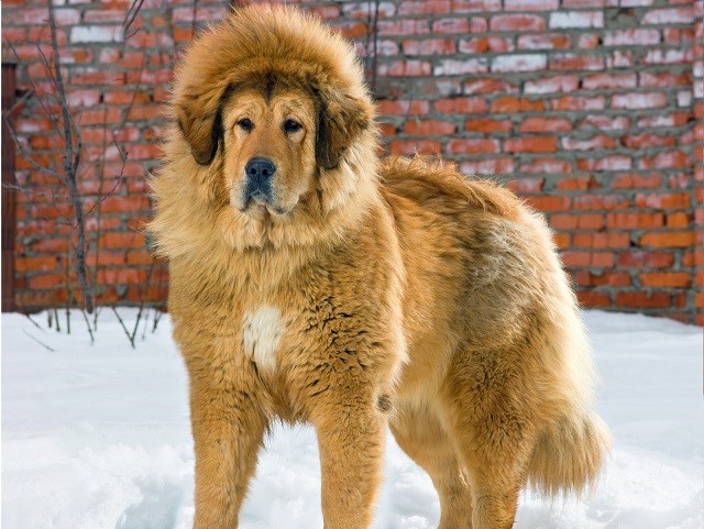 Tibetan Mastiff thumbnail